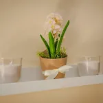 Cconforthotels Dolci Emozioni 3* בארי